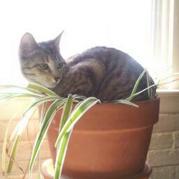 Meet your Posher, Laura - Picture 1 of 1